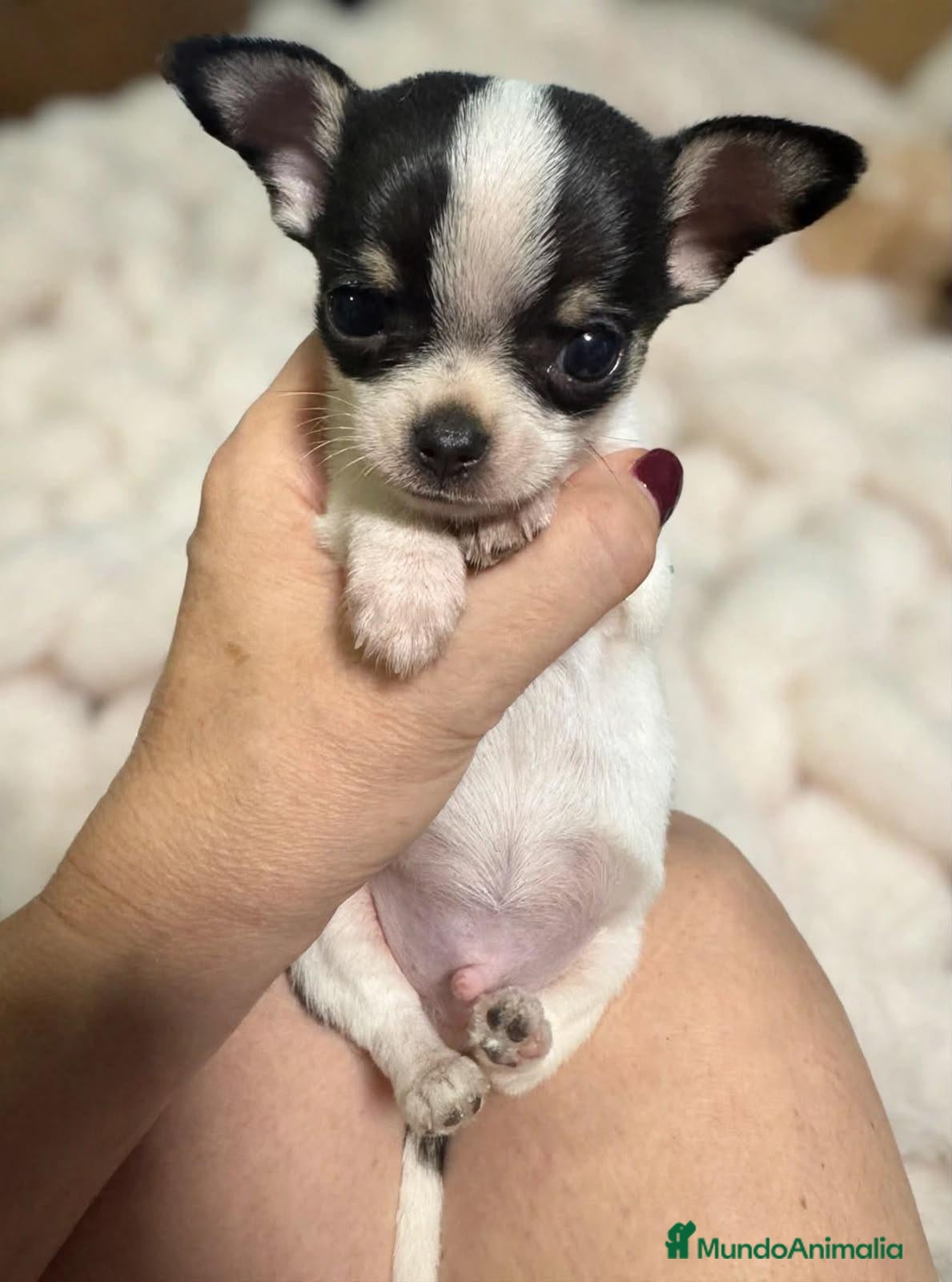 Chihuahua perros Chihuahua ❤️  - Anuncio 14