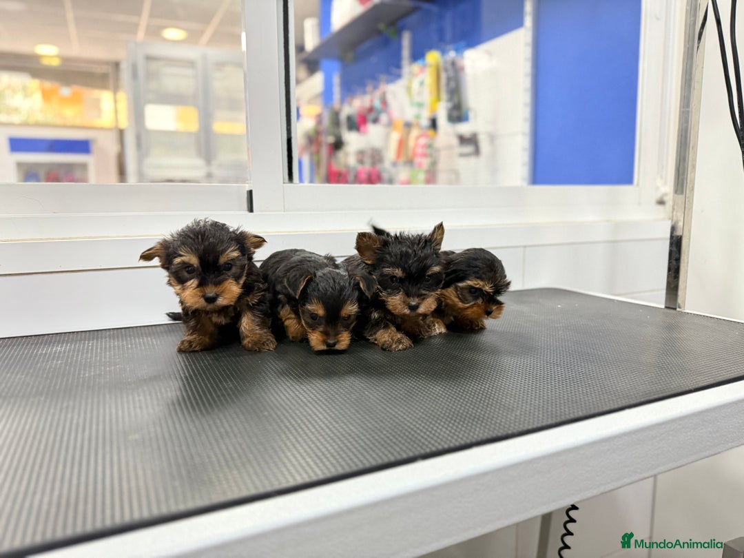 Yorkshire Terrier perros en venta: Cachorros Yorkshire 700€ ¡PRECIO REAL! - Anuncio 1