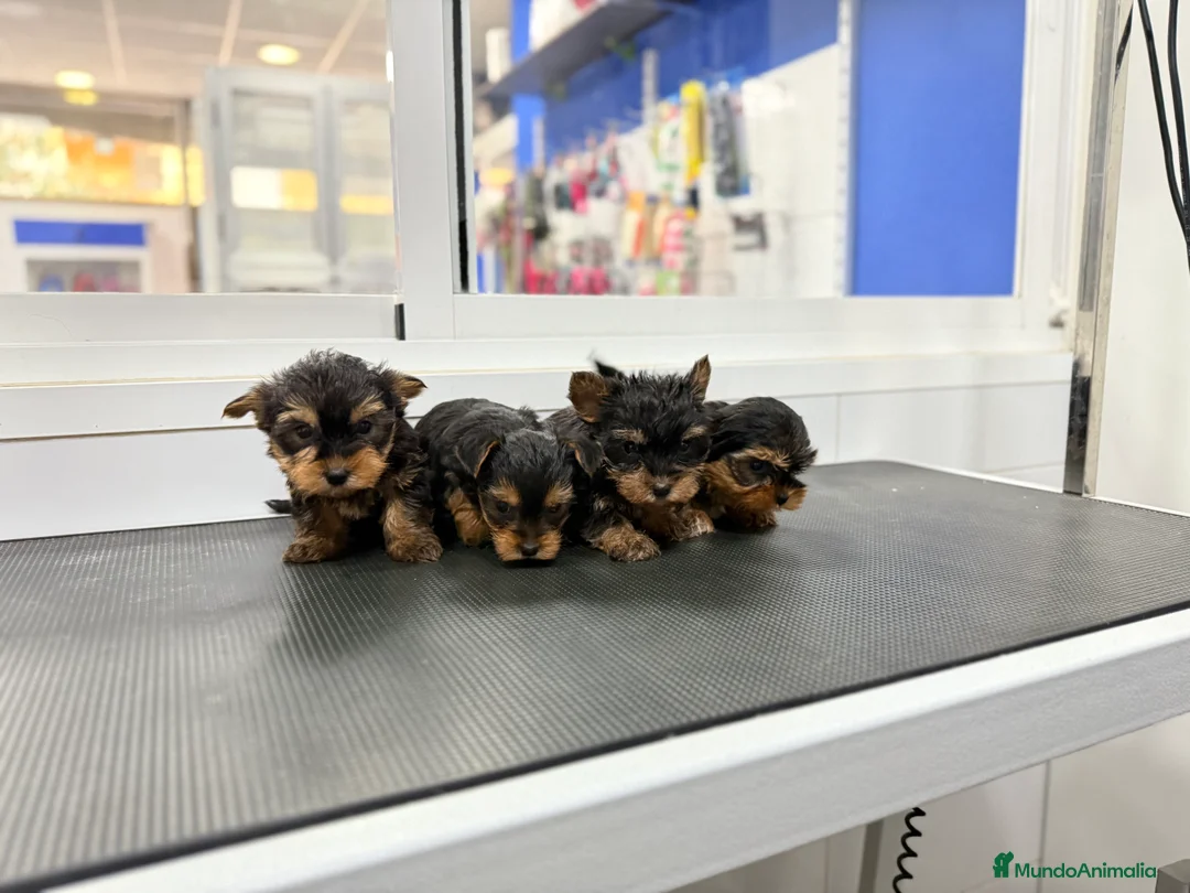 Yorkshire Terrier perros en venta: Cachorros Yorkshire 700€ ¡PRECIO REAL! - Anuncio 1