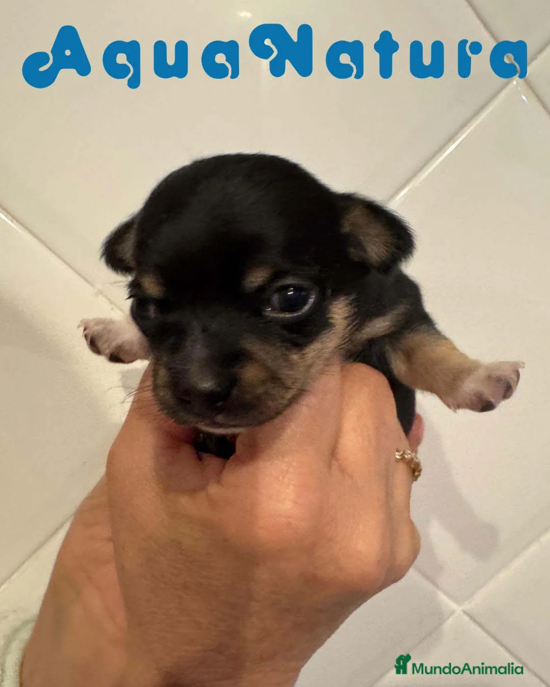 Chihuahua perros en venta: Chihuahua Hembra de Clarita y Choc AQUANATURA - Anuncio 4