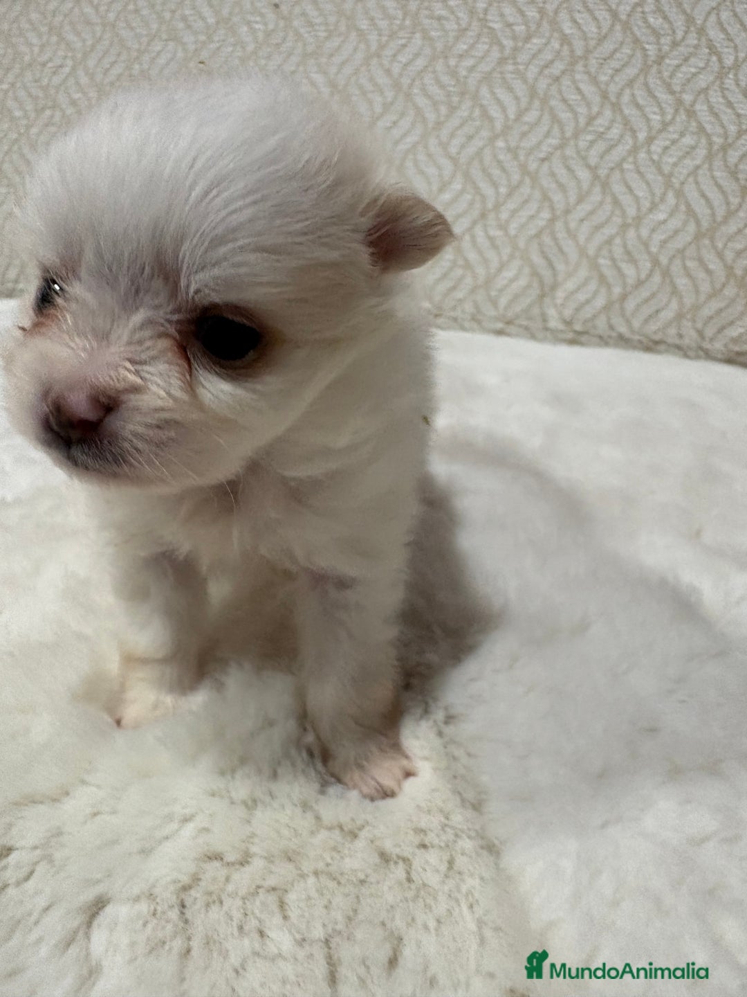 Pomerania perros en venta: Lulu Pomerania Toy hembra naranja blanca  - Anuncio 34