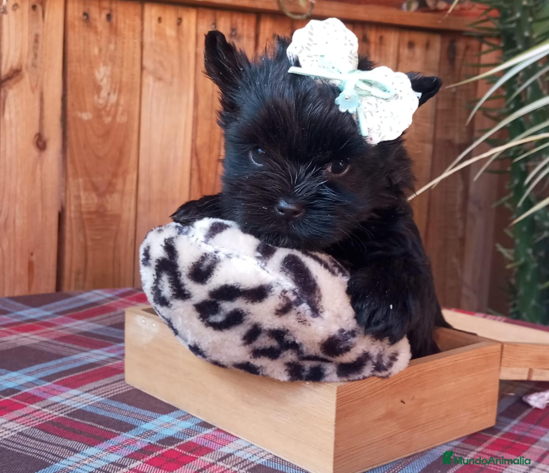Biewer Yorkshire Terrier a la Pom Pon perros en venta: Cachorros Yorkshire colores exóticos - Anuncio 1