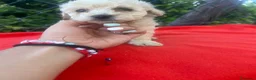 Maltipoo perros en venta: PRECIOSO MACHO DE MALTIPOO - Anuncio 3