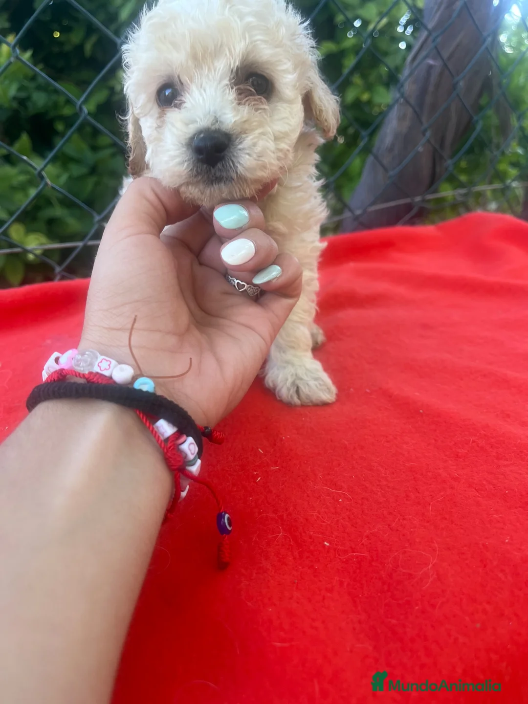 Maltipoo perros en venta: PRECIOSO MACHO DE MALTIPOO - Anuncio 3