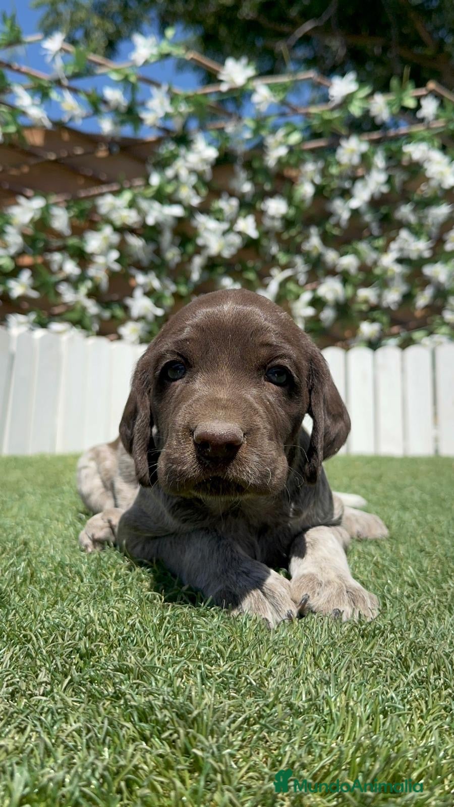 Braco Alemán de Pelo Corto perros en venta: BRACO ALEMAN - Anuncio 2