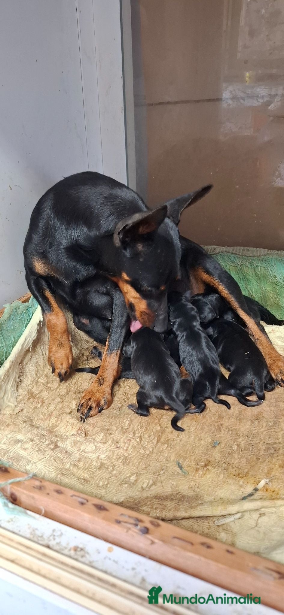 Pinscher Miniatura perros Mini pincher  - Anuncio 29