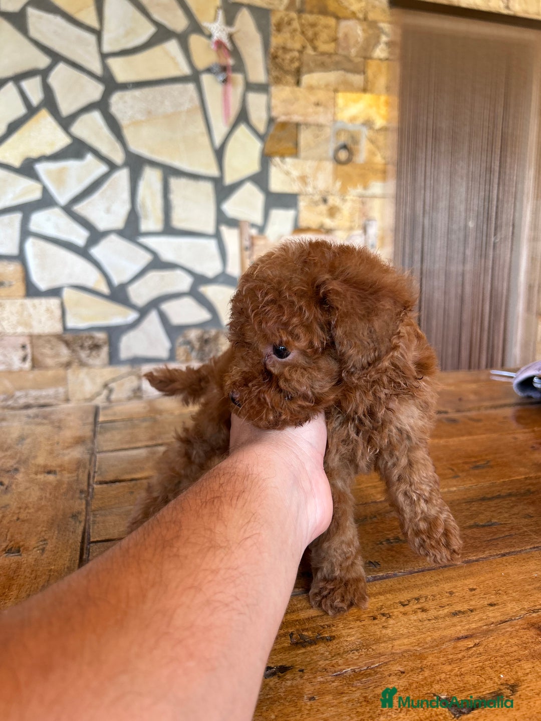 Caniche Toy perros en venta: CANICHE TOY ROJO - Imagen 4