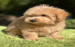Maltipoo perros en venta: Maltipoo Apricot  - Imagen 2