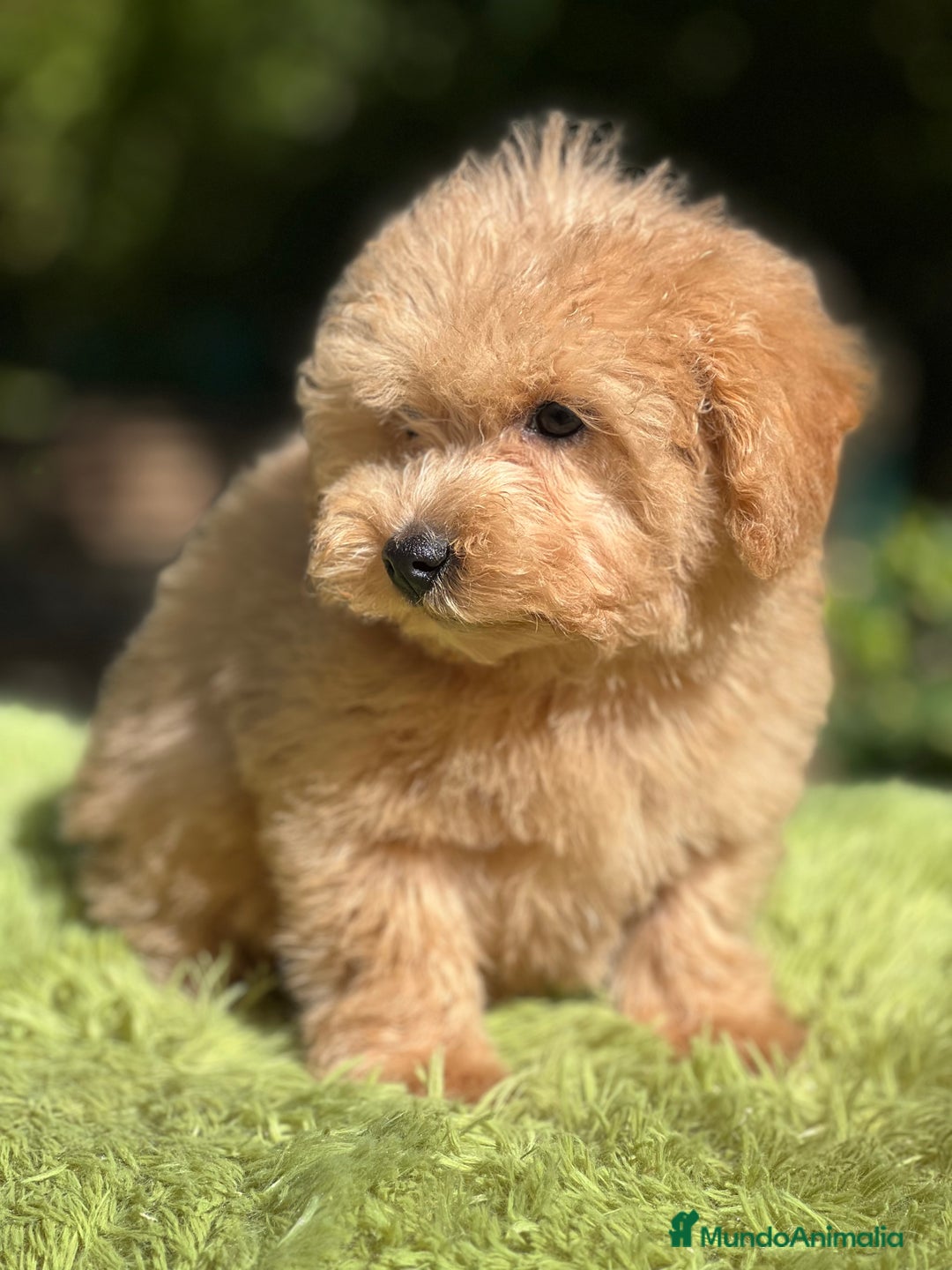 Maltipoo perros en venta: Maltipoo Apricot  - Imagen 2