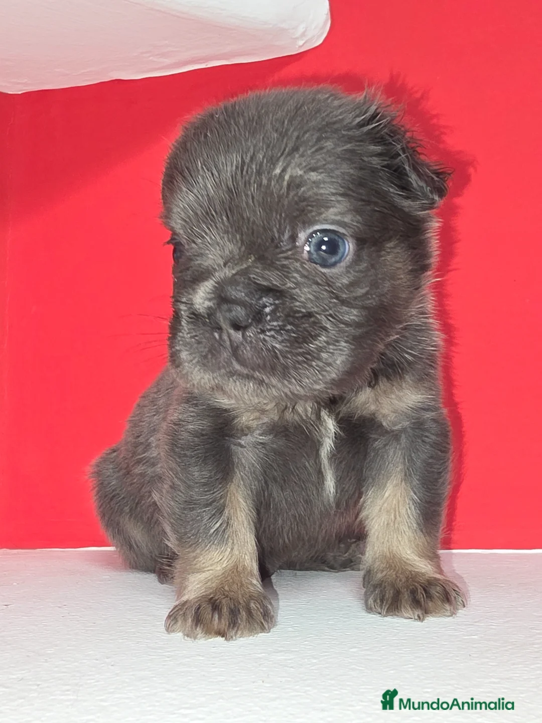 Bulldog Francés perros en venta: Bulldog francés  - Anuncio 6