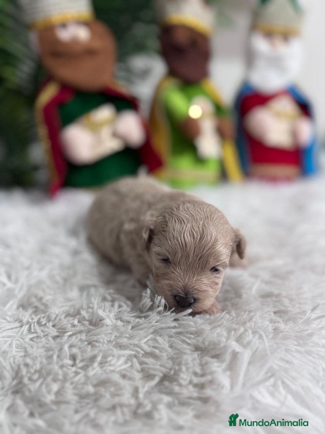 Maltipoo perros en venta: MALTIPOO MACHO - Anuncio 20