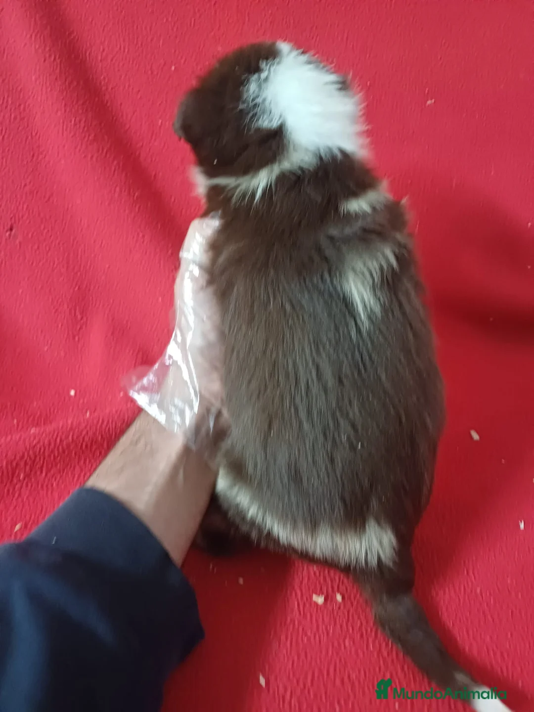 Border Collie perros en venta: Border Collie Chocolate  - Anuncio 4