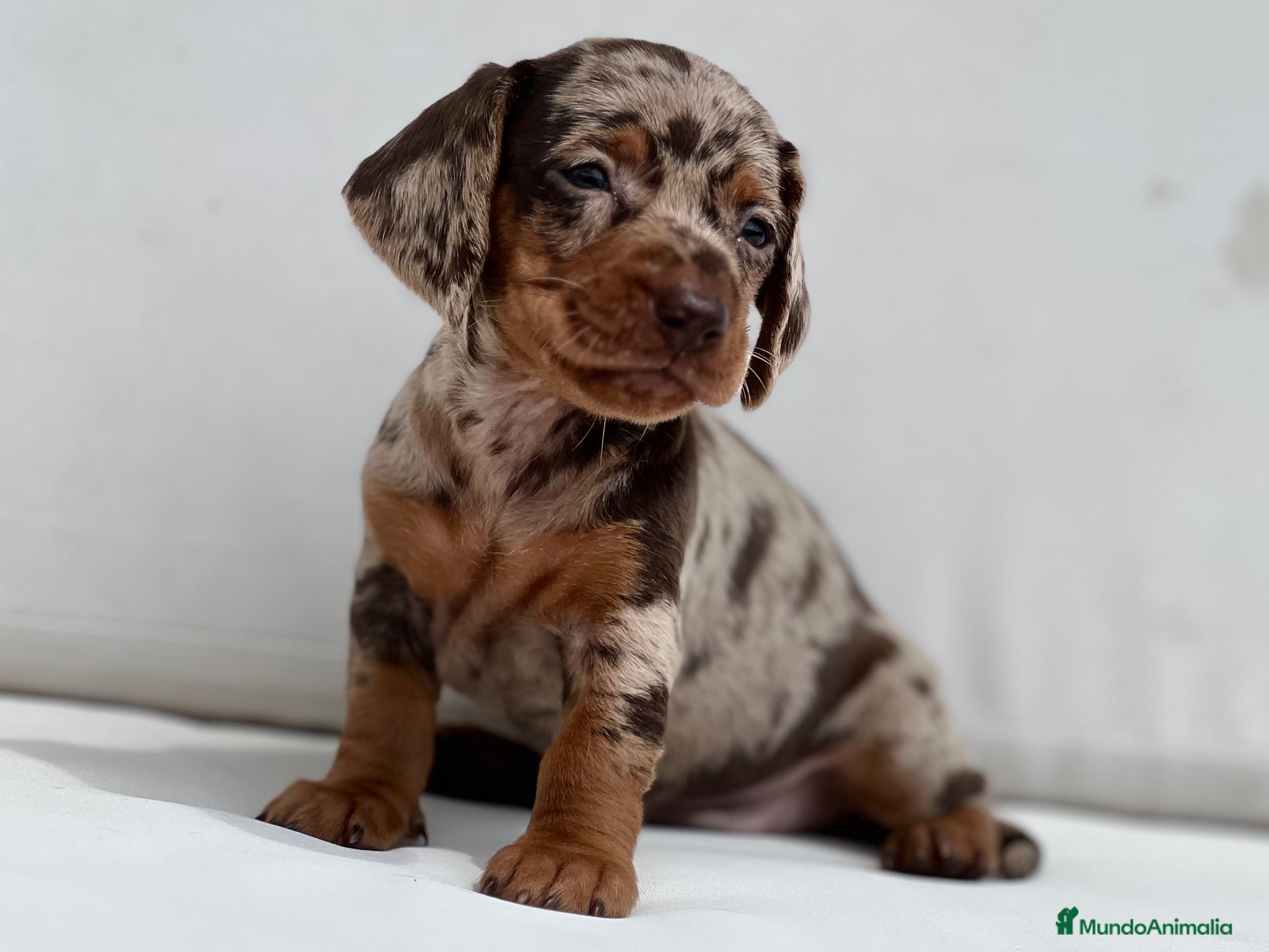 Teckel Miniatura perros PRECIOSA HEMBRITA DE TECKEL ARLEQUÍN CHOCOLATE - Anuncio 7