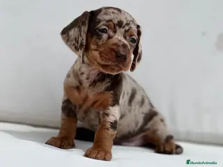Teckel Miniatura perros PRECIOSA HEMBRITA DE TECKEL ARLEQUÍN CHOCOLATE - Anuncio 7