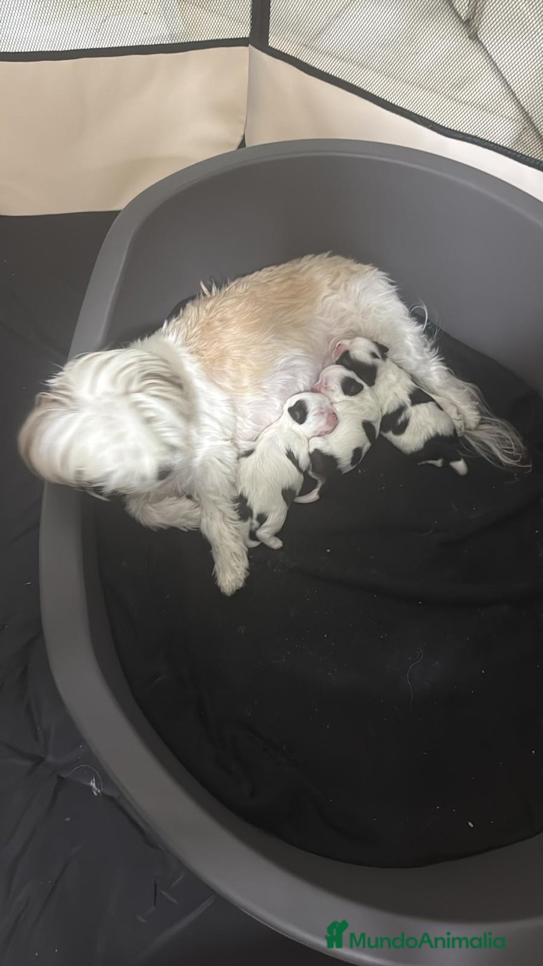 Shih Tzu perros en venta: Para febrero shizup toys  - Anuncio 2