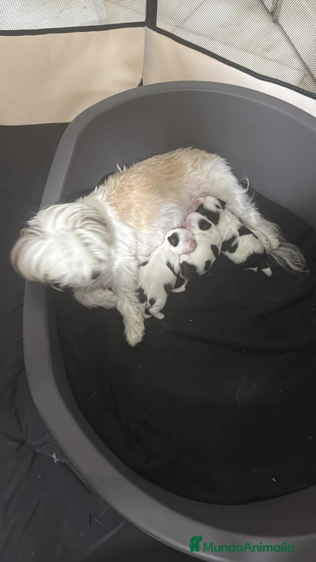 Shih Tzu perros en venta: Para febrero shizup toys  - Anuncio 2