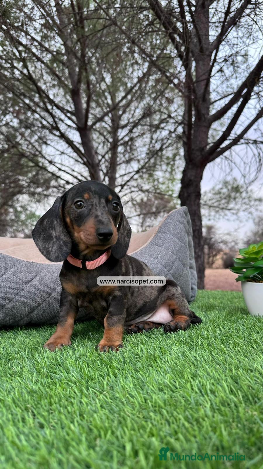 Teckel perros TECKEL MERLE NEGRO PLATA HEMBRITA - Anuncio 11