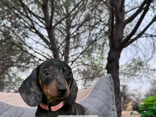 Teckel perros TECKEL MERLE NEGRO PLATA HEMBRITA - Anuncio 12