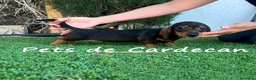 Teckel perros en venta: TECKEL MACHO NEGRO FUEGO - Anuncio 2