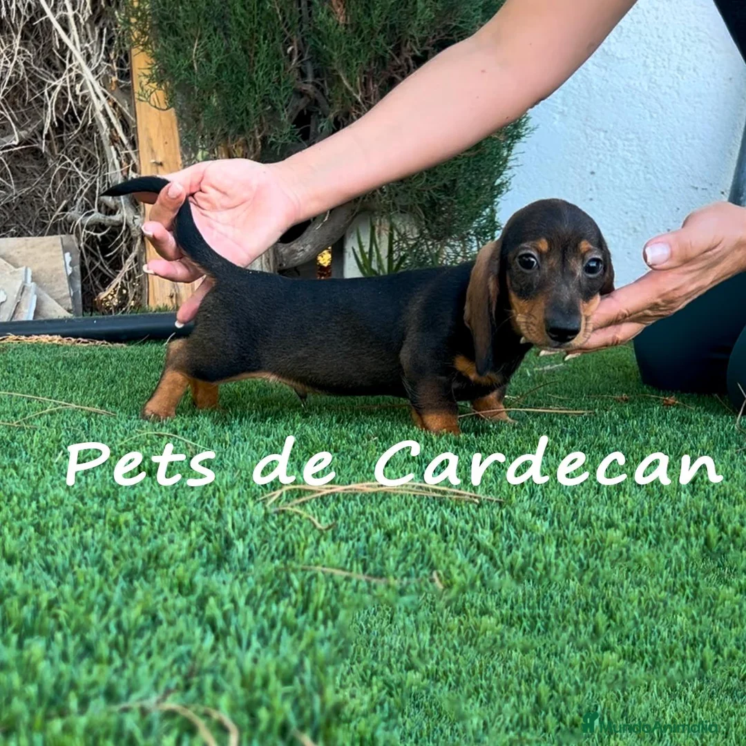 Teckel perros en venta: TECKEL MACHO NEGRO FUEGO - Anuncio 2