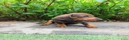 Teckel Miniatura perros en venta: TECKEL JABALÍ MINIATURA  - Anuncio 1