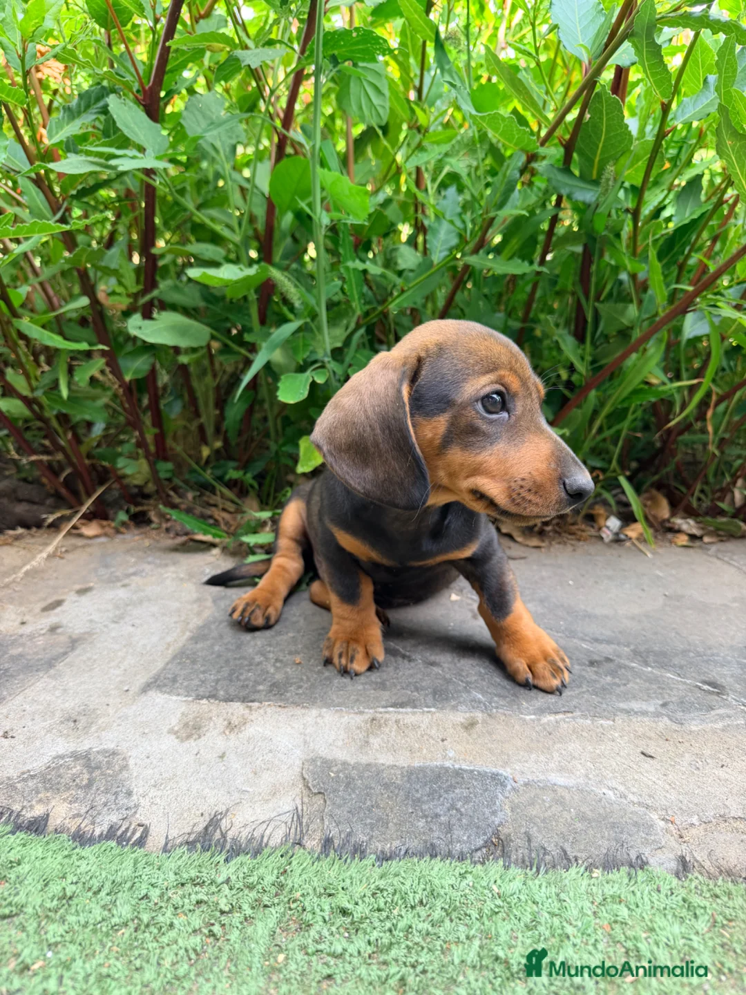 Teckel Miniatura perros en venta: TECKEL JABALÍ MINIATURA  - Anuncio 1