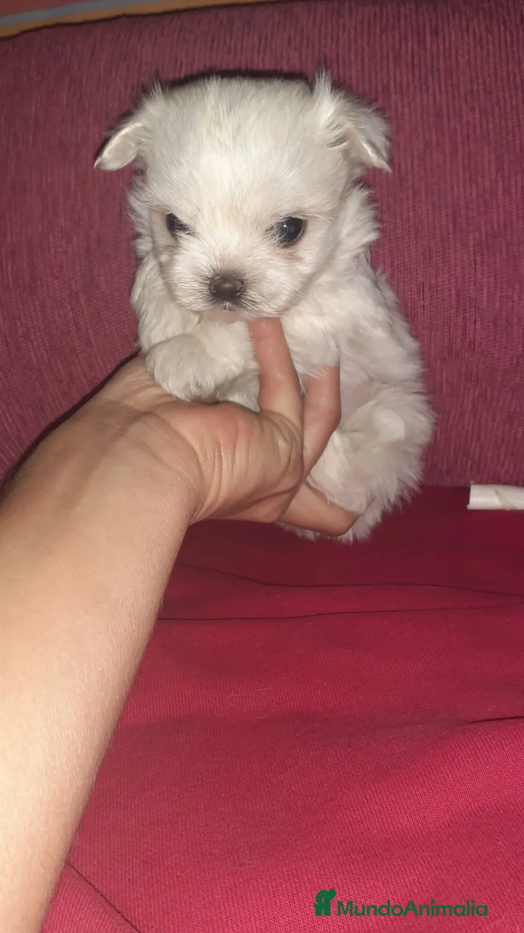 Bichón Maltés perros en venta: Bichón maltés super miniatura en Badajoz - Anuncio 7