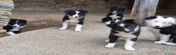 Border Collie perros en venta: Cachorros border collie 2 meses  - Anuncio 2