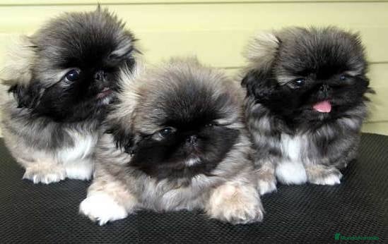 Pekinés perros Pekinés imperial cachorros disponibles preciosos - Anuncio 2