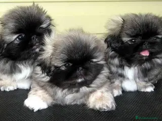 Pekinés perros Pekinés imperial cachorros disponibles preciosos - Anuncio 2