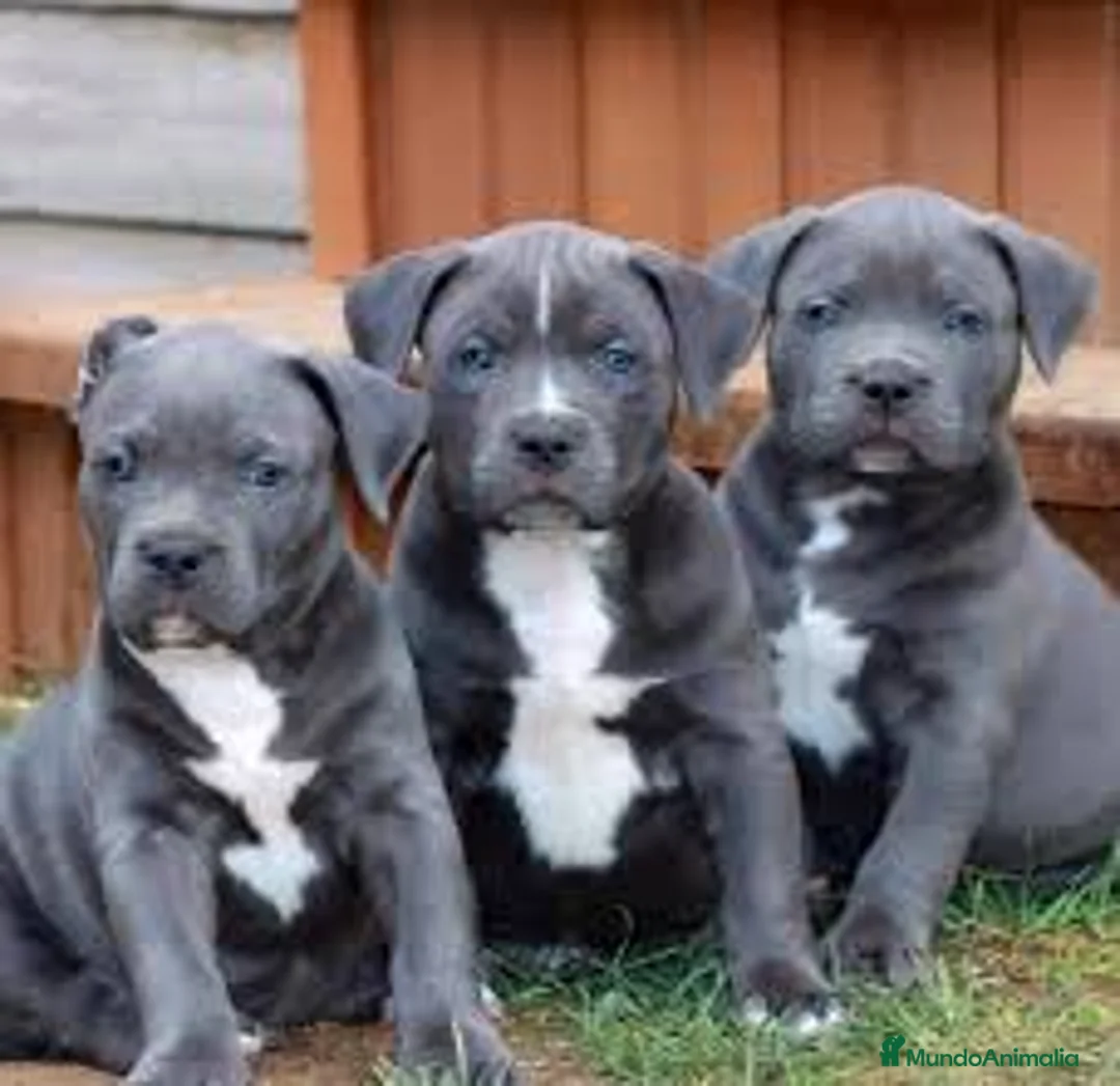 American Pit Bull Terrier perros en venta: AMERICAN PITBULL BLUE , LILAC , CHAMPAGNE , MERLE - Anuncio 4