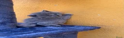 Británico de Pelo Corto Azul gatos en venta:  gato brithish azules - Anuncio 6