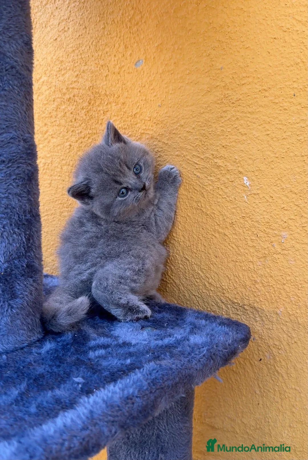Británico de Pelo Corto Azul gatos en venta:  gato brithish azules - Anuncio 6