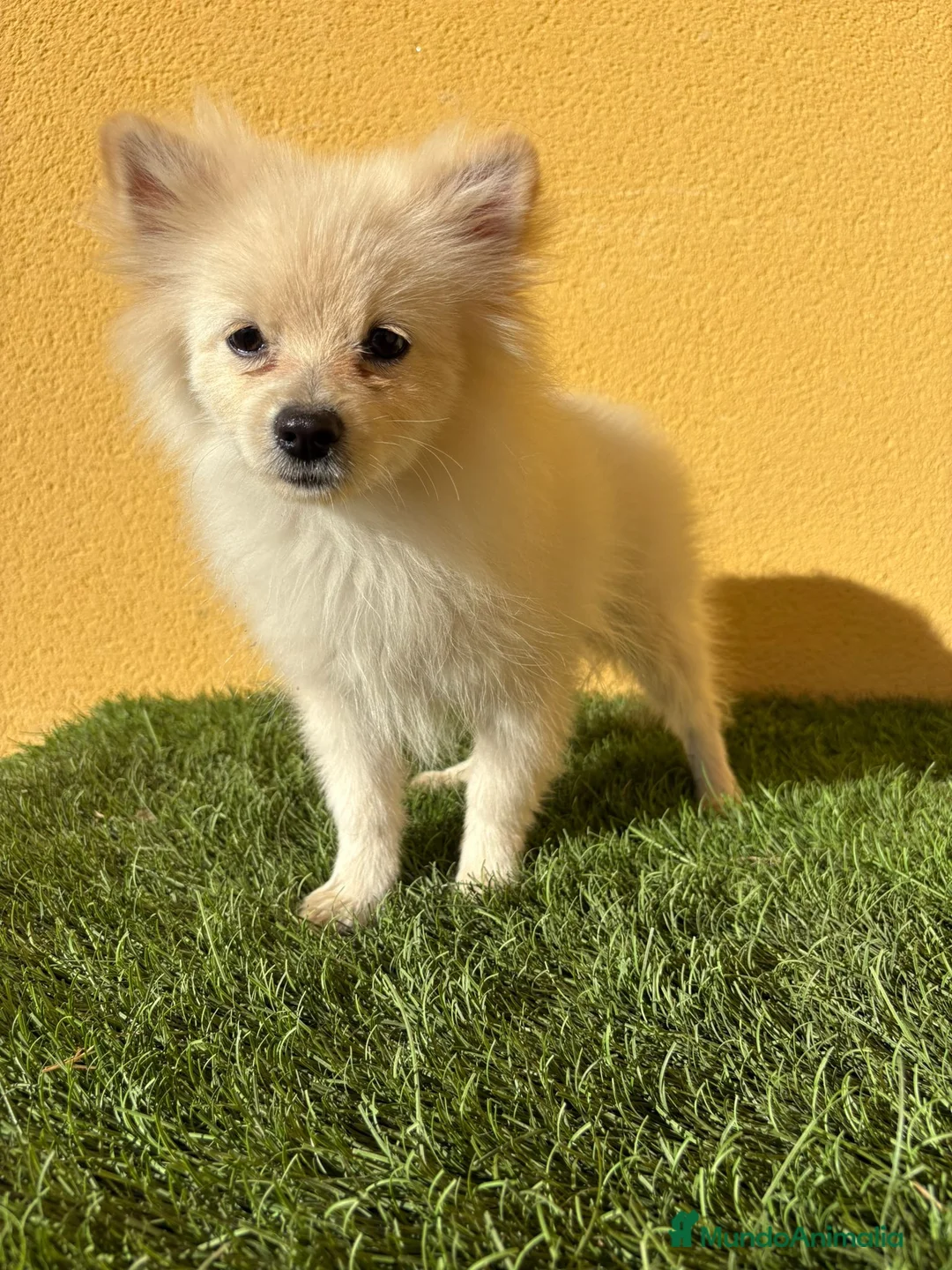 Pomerania perros en venta: Pomerania toy macho blanco  - Anuncio 3