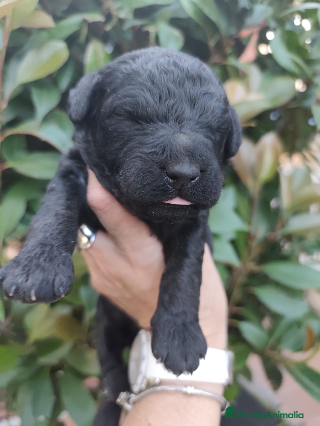 Perro de Agua Español perros en venta: Cachorros perros de agua español - Imagen 4