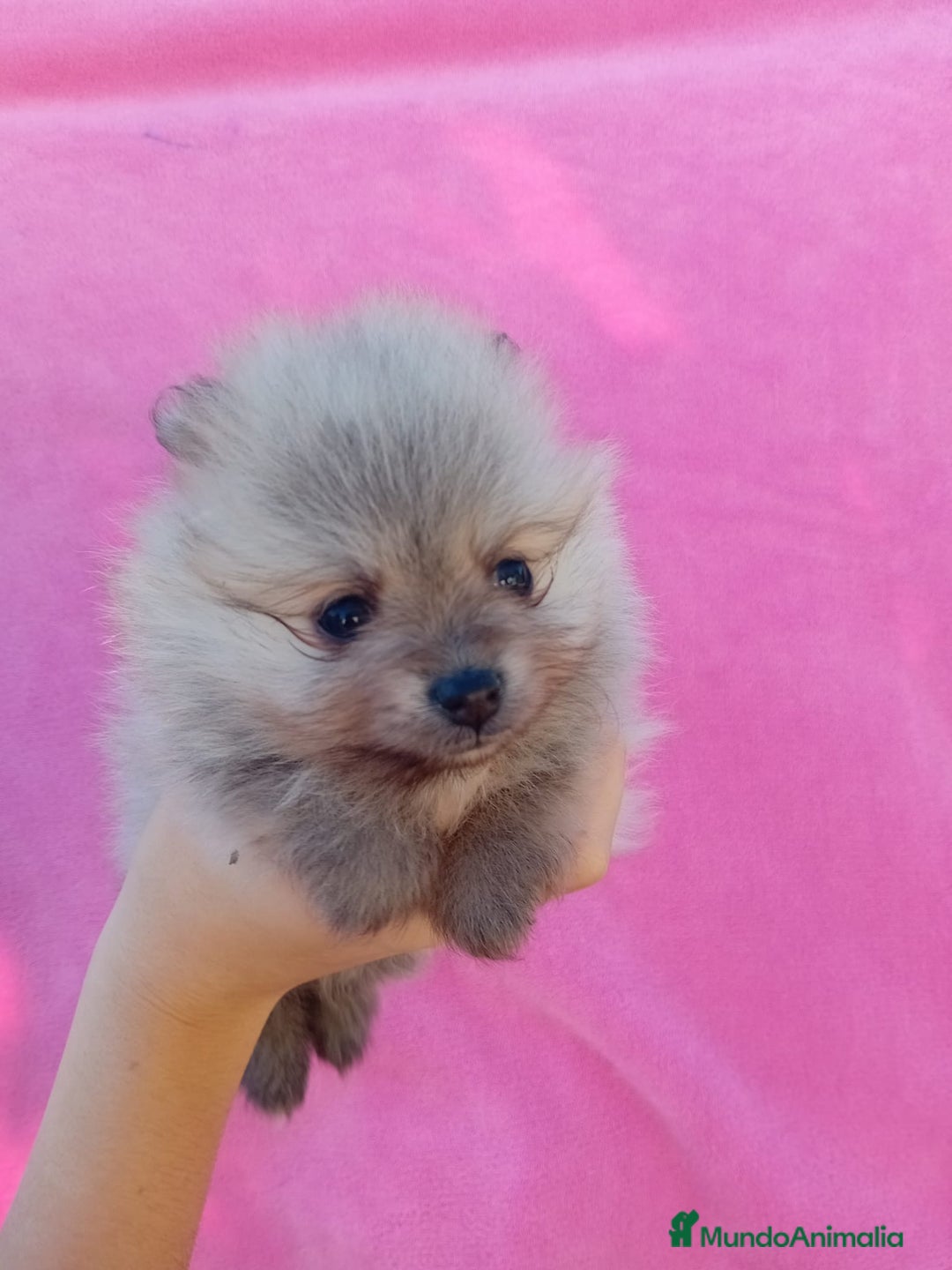 Pomerania perros en venta: Lulú de pomerania precio real - Anuncio 10