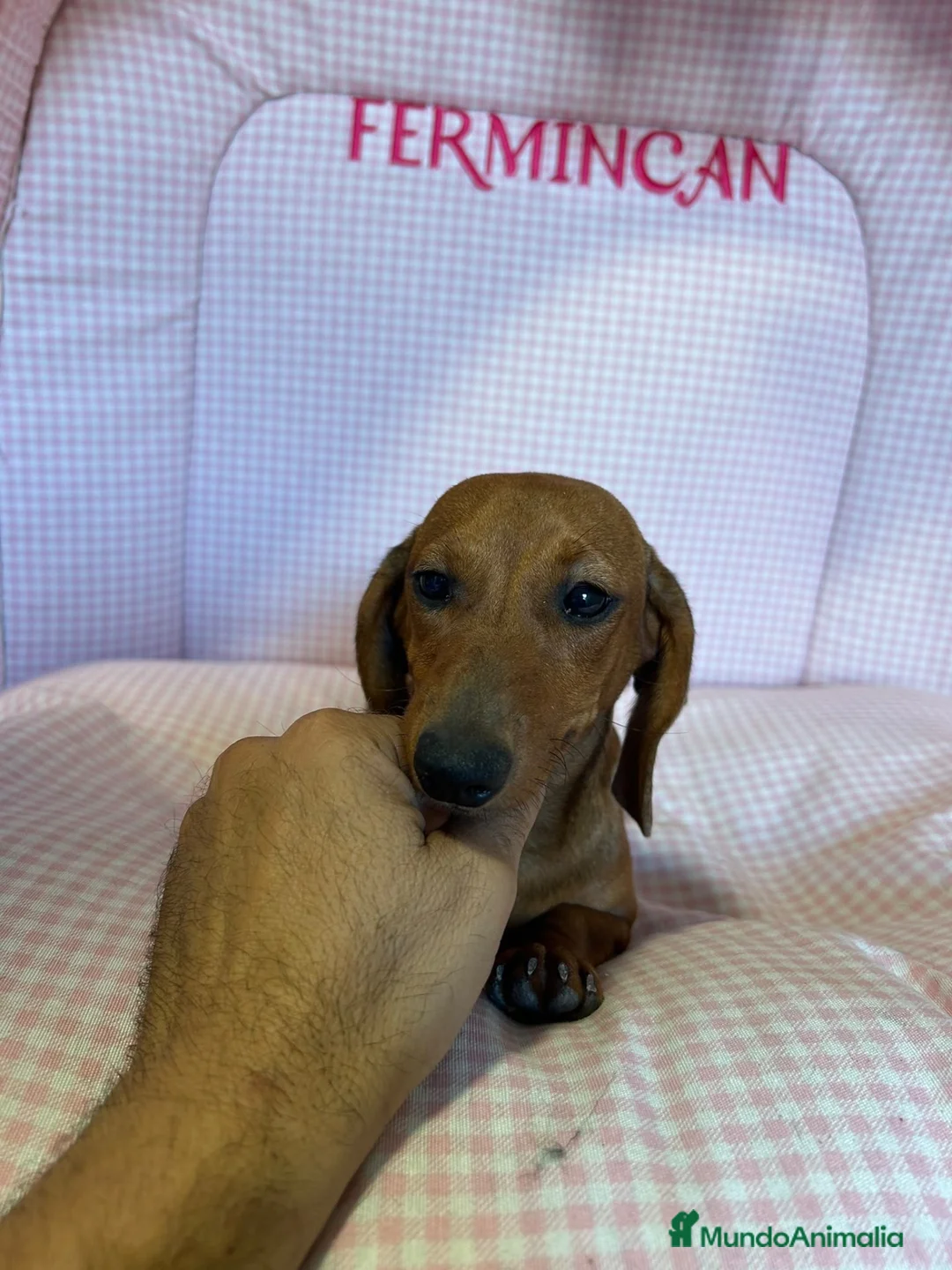 Teckel Miniatura perros en venta: CACHORRITA DE TECKEL MINIATURA  - Anuncio 2