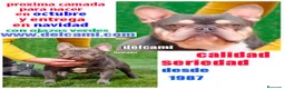 Bulldog Francés perros en venta: bulldog frances - Anuncio 1