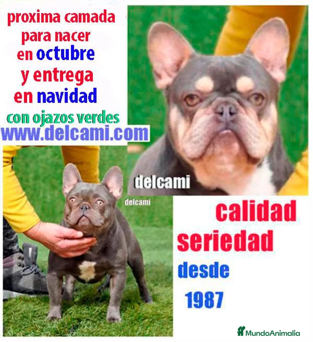 Bulldog Francés perros en venta: bulldog frances - Anuncio 1