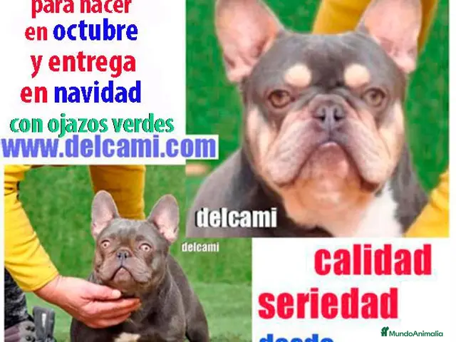 Bulldog Francés perros en venta: bulldog frances - Anuncio 1