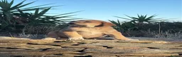 Mastín Español perros en venta: Camada de mastin español - Anuncio 5
