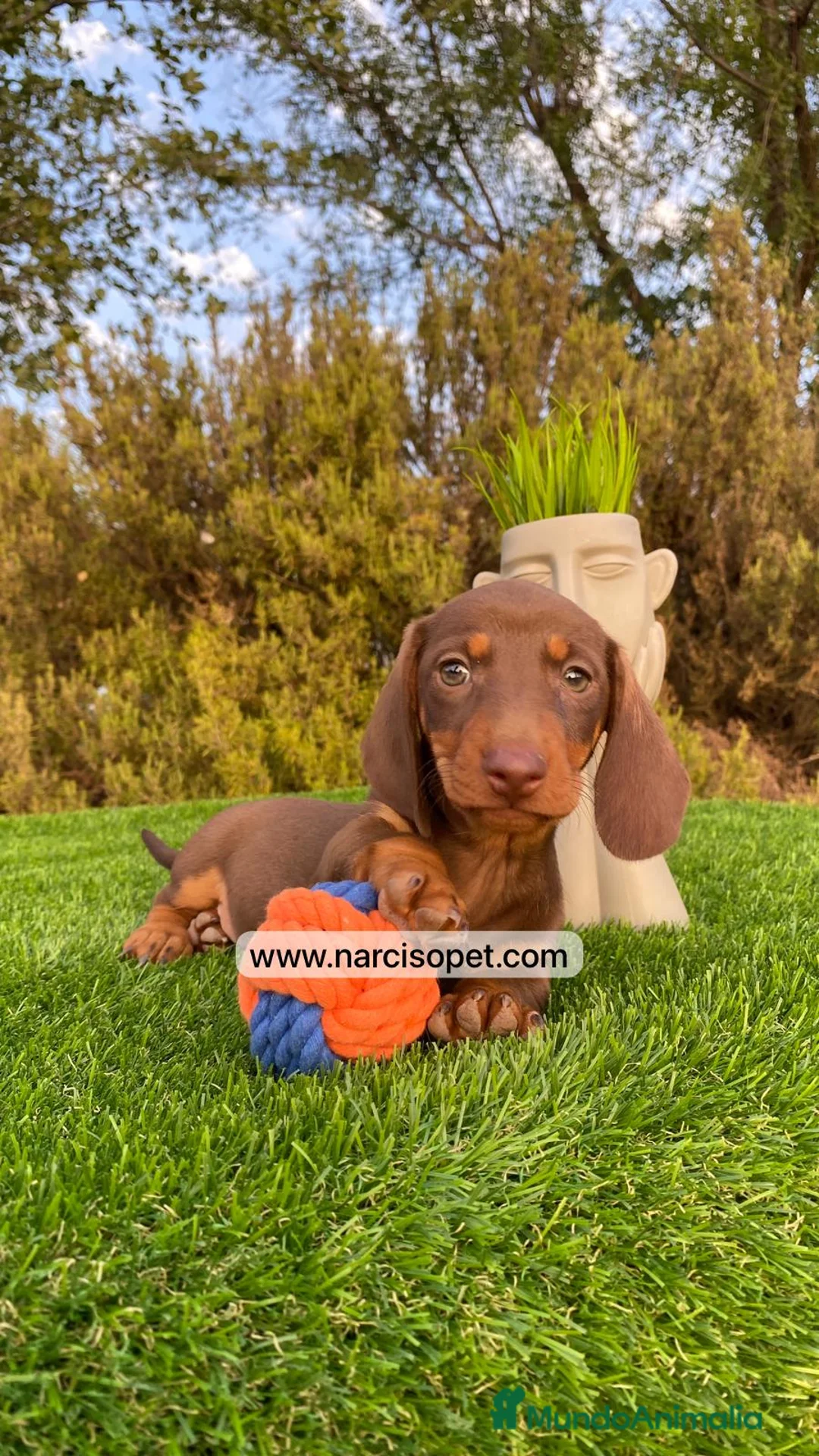 Teckel Miniatura perros en venta: TECKEL MINI CHOCOLATE - Anuncio 3