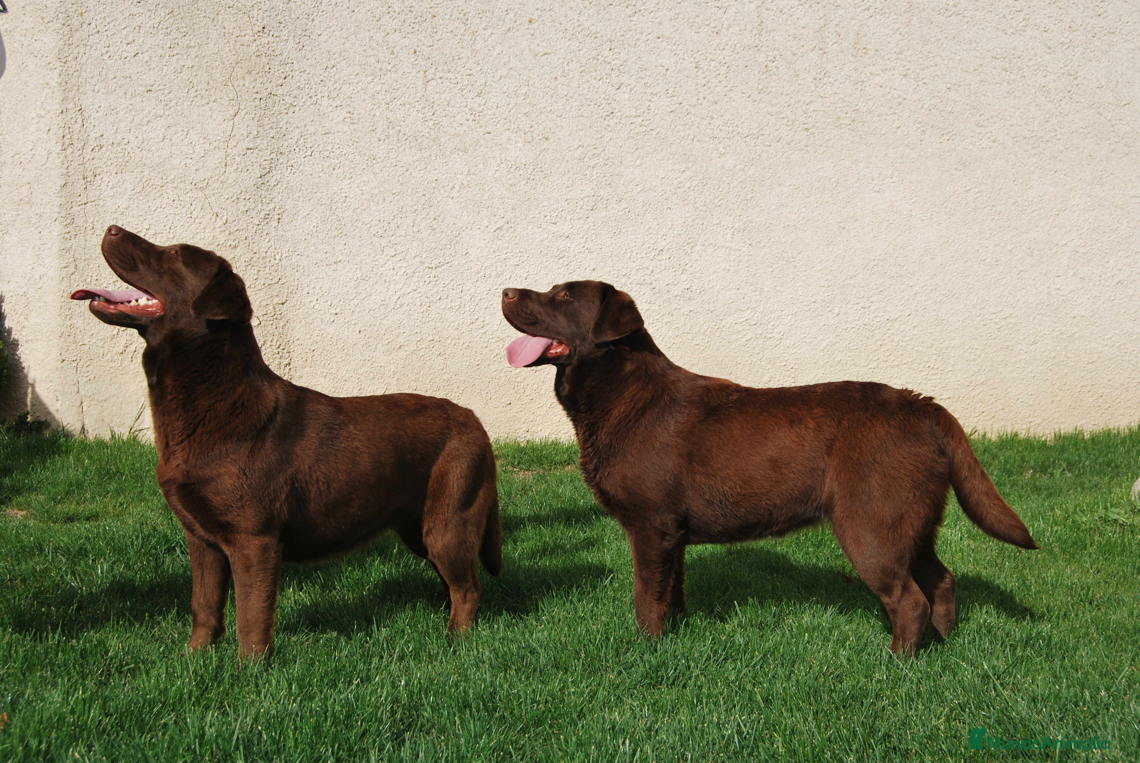 Labrador Retriever perros Cachorros de Labrador chocolate en Madrid - Anuncio 2