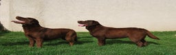 Labrador Retriever perros en venta: Cachorros de Labrador chocolate en Madrid - Anuncio 2