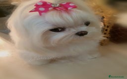 Bichón Maltés perros en venta: Preciosa bichon maltes coreano - Imagen 9