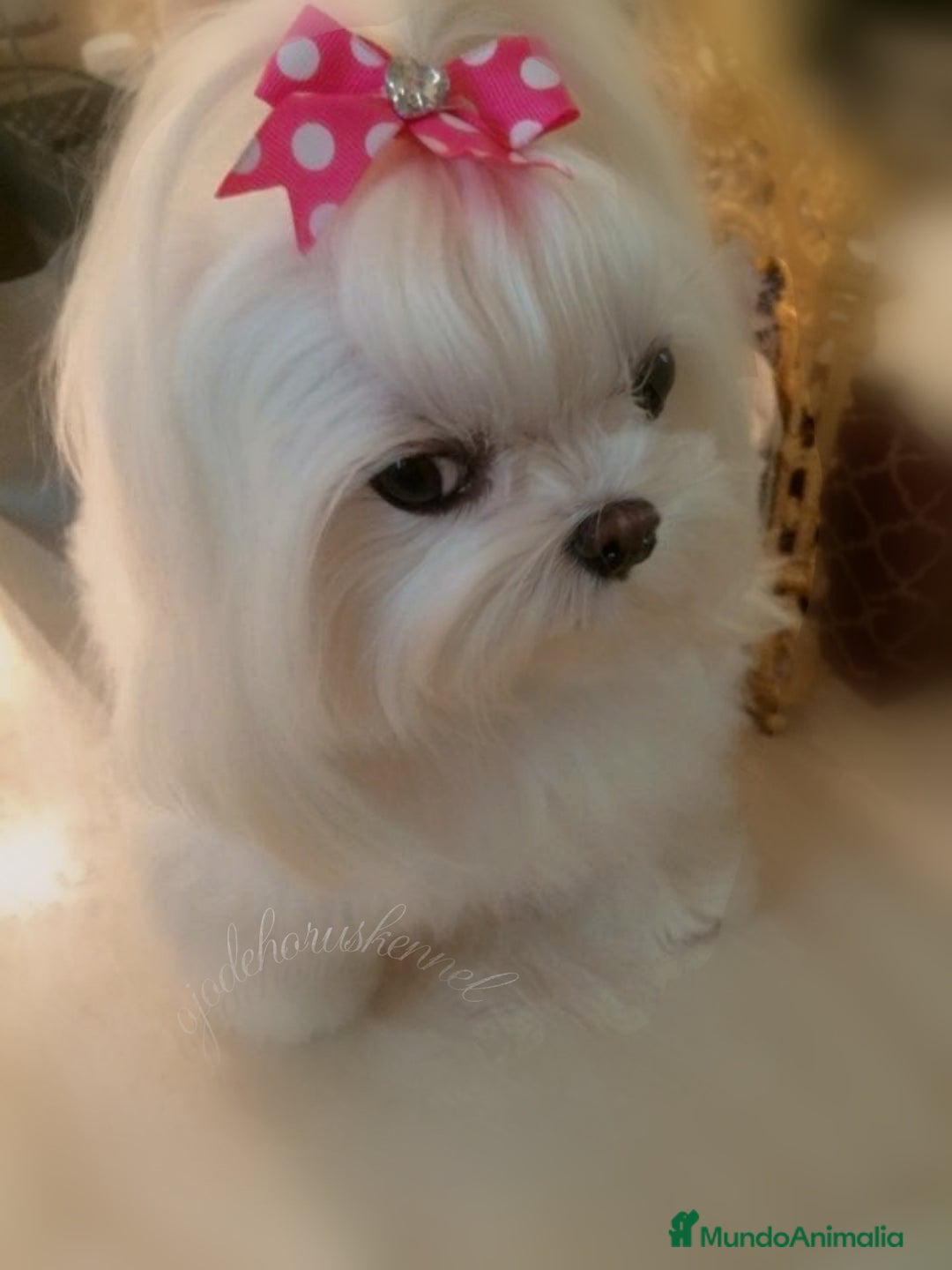 Bichón Maltés perros en venta: Preciosa bichon maltes coreano - Imagen 9