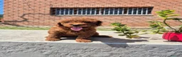 Caniche Toy perros en venta: Caniche toy asiático teacup  en Girona - Anuncio 8