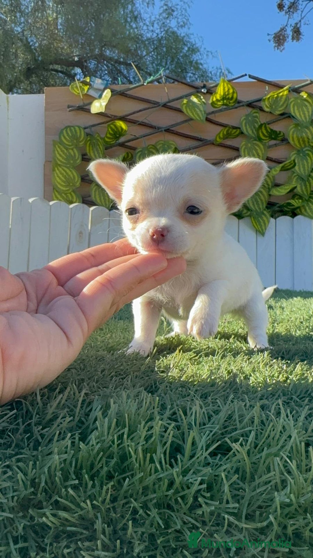 Chihuahua perros en venta: CHIHUAHUA HEMBRA - Anuncio 11