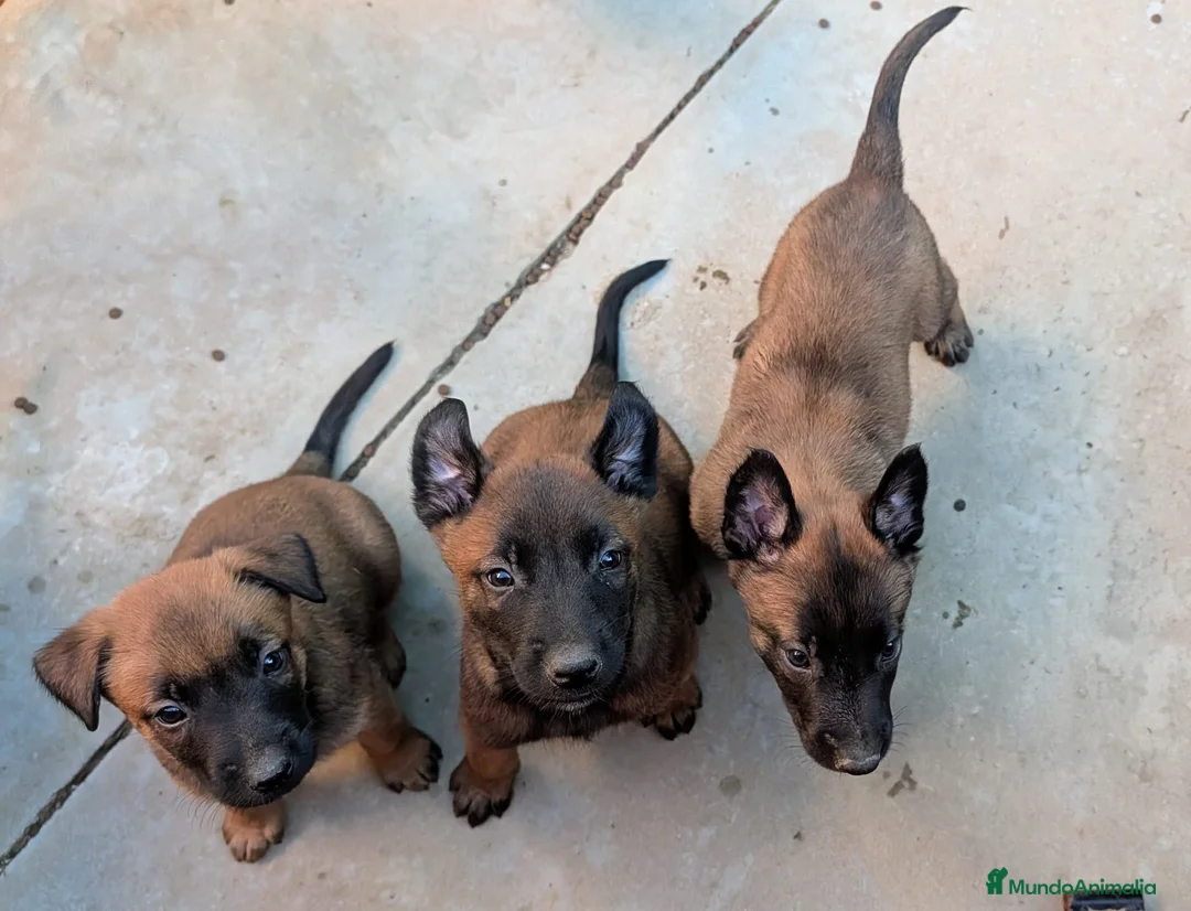 Pastor Belga Malinois perros en venta: Cachorros pastor belga Malinois  - Anuncio 2