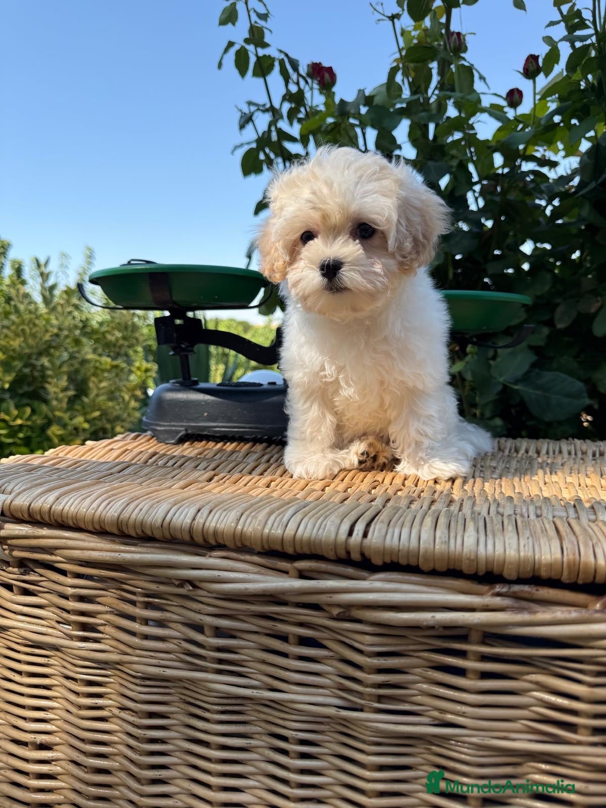 Maltipoo perros Maltipoo hembra con todas las vacunas !!! - Anuncio 1